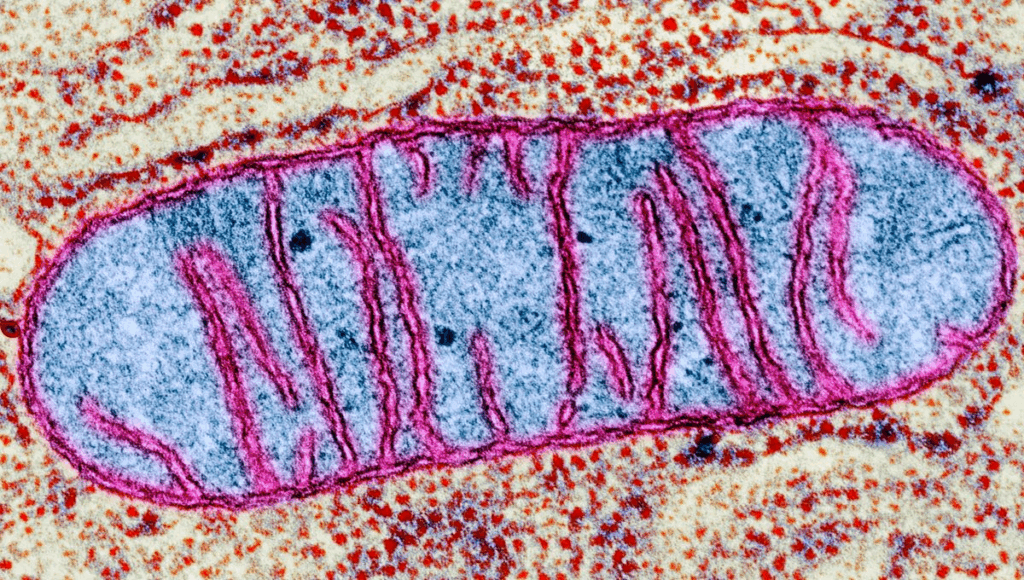 Mitochondria
